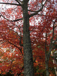 Photo by Senia Owensby Beautiful New Brunswick fall