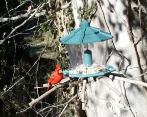 Photo by Wayne Owensby Birds love our feeder, this little guy is a frequent visitor to our bird feeder