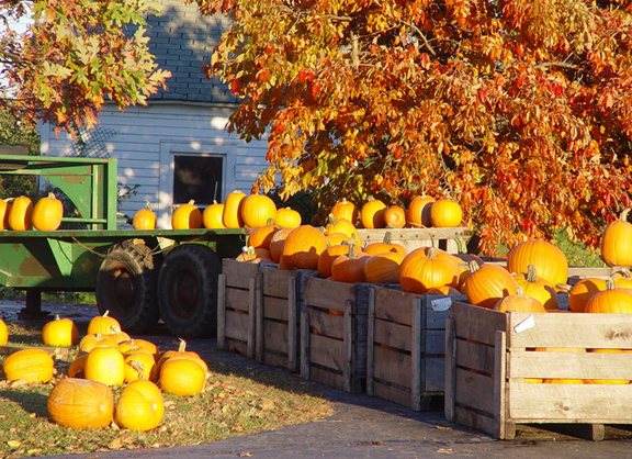 A tractor and crates of pumpkins harvested for pies and carvings for autumn traditions