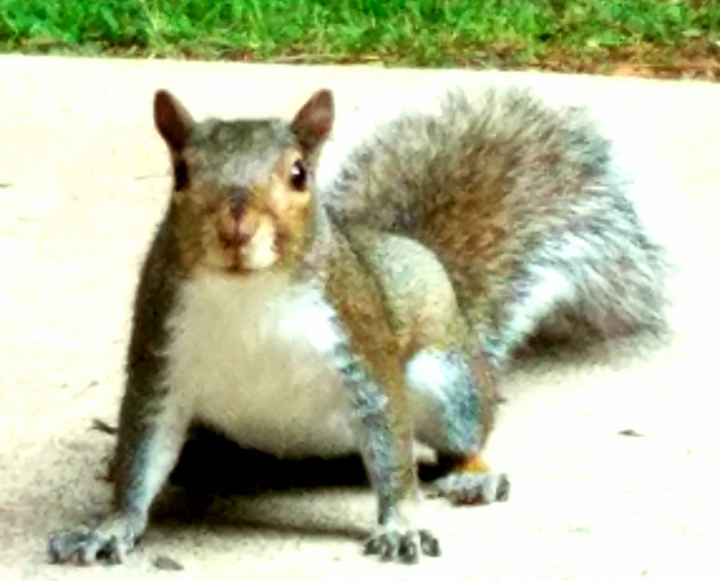 Chuckles, one of our backyard squirrels waiting for Wayne to toss a few peanuts his way.