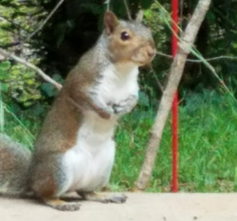 One of our backyard squirrels waiting for Wayne to toss a few peanuts his way.