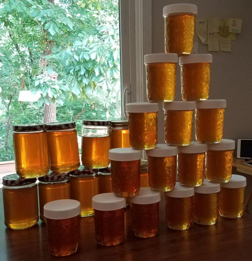 Our first honey harvest!