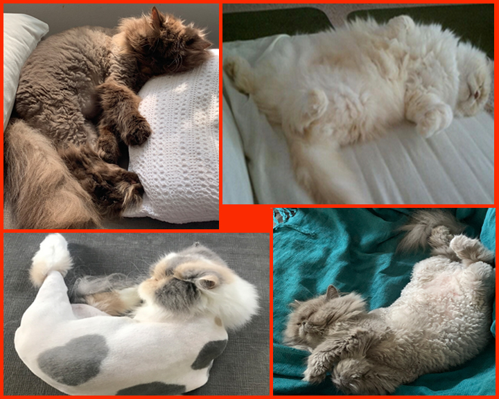 Sleepy kitties taking cat naps. clockwise top left: Timbre, Xox, Uma, Ari.